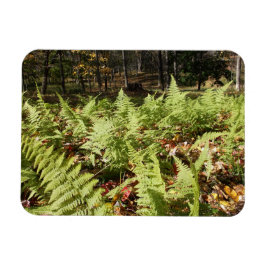 Fall Ferns Magnet