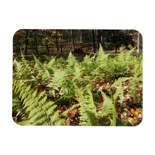 Fall Ferns Magnet (Horisontell)