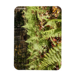 Fall Ferns Magnet