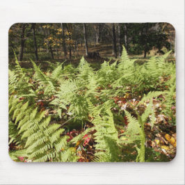 Fall Ferns Musmatta