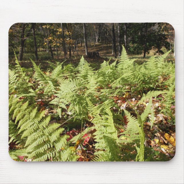 Fall Ferns Musmatta (Framsidan)