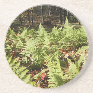 Fall Ferns Underlägg