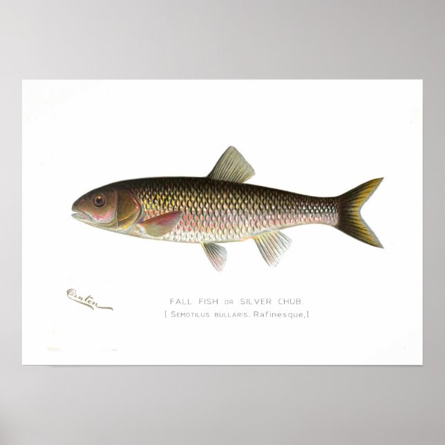 Fall Fish eller Silver Chub Poster (Framsidan)