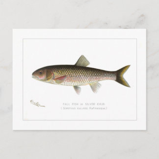 Fall Fish eller Silver Chub Vykort