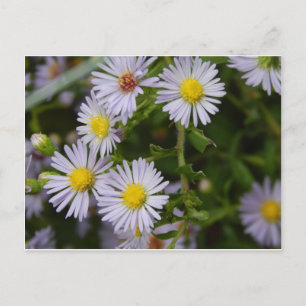 Fall Flowers Vykort