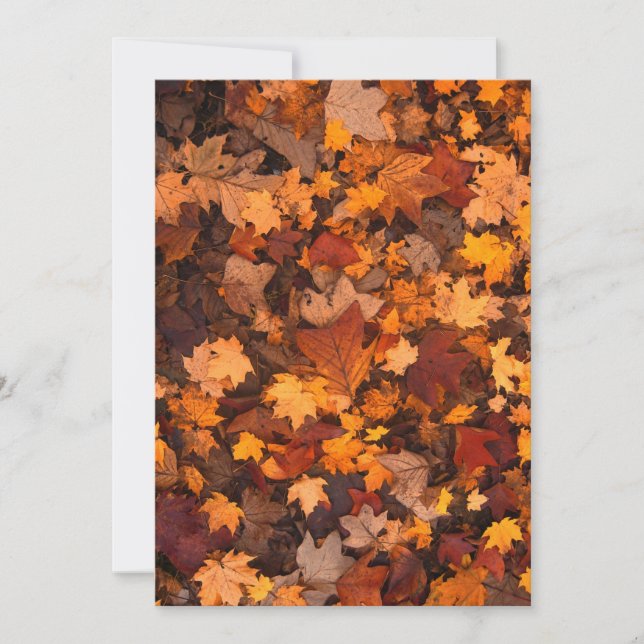 fall-foliage-111315 FALL HÖST LÖV FÄRG BACK (Framsida)