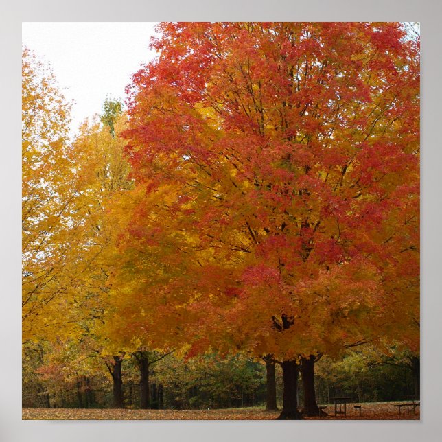 Fall Foliage 1 Poster (Framsidan)