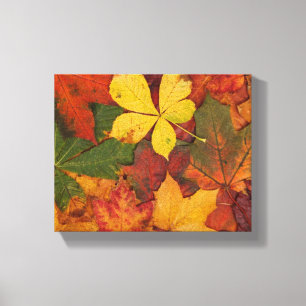 Fall Foliage Canvastryck