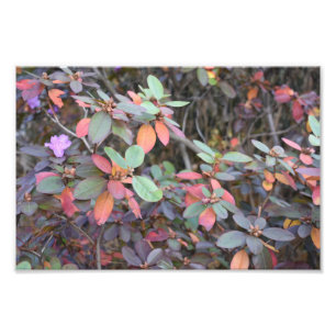 Fall Foliage Höst löv Nature Träd Fotography Fototryck