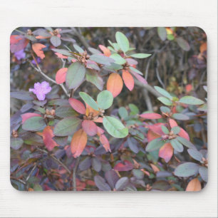 Fall Foliage Höst löv Nature Träd Fotography Musmatta