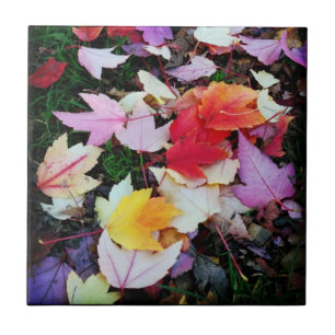 Fall Foliage Kakelplatta
