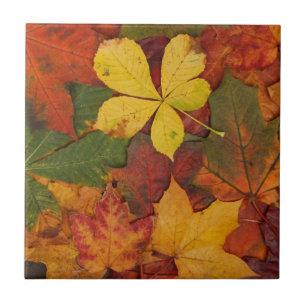Fall Foliage Kakelplatta