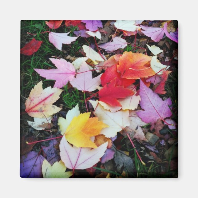 Fall Foliage Magnet (Framsidan)