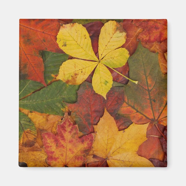 Fall Foliage Magnet (Framsidan)