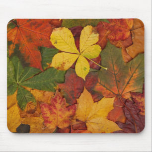 Fall Foliage Musmatta