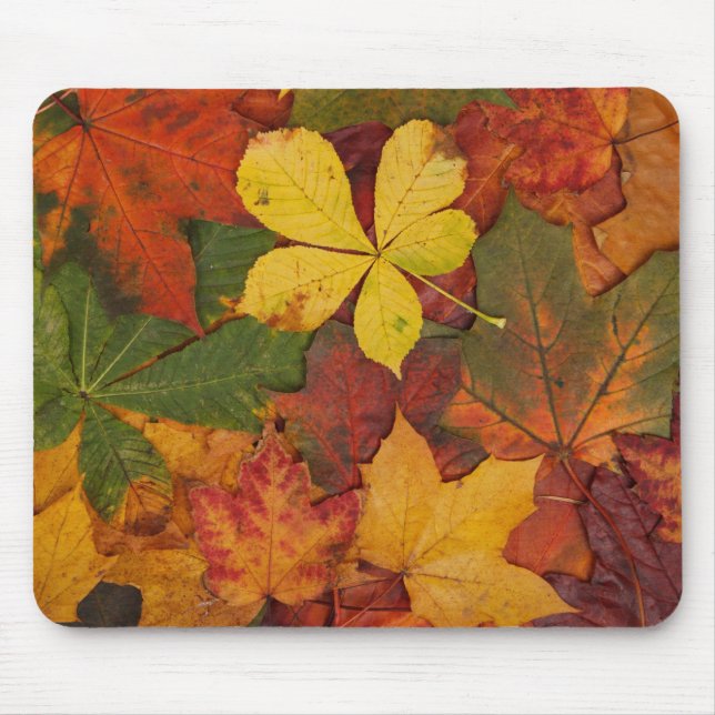 Fall Foliage Musmatta (Framsidan)