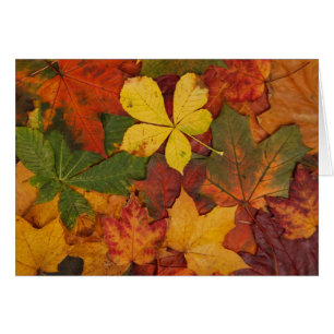 Fall Foliage OBS Kort