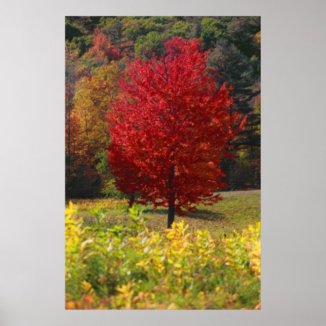 Fall Foliage Poster (Framsidan)
