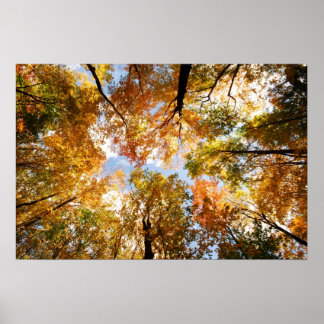 Fall Foliage Print Poster