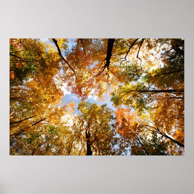 Fall Foliage Print Poster (Framsidan)