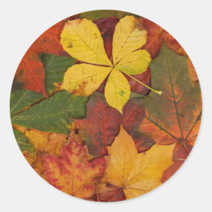 Fall Foliage Runt Klistermärke