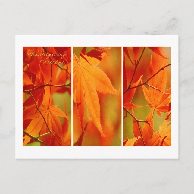 Fall Foliage Trio Happy thanksgiving vykort (Framsida)