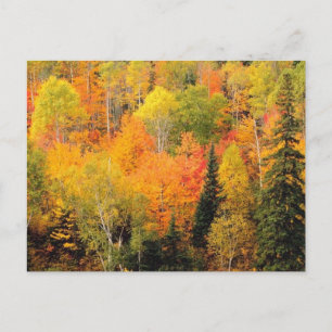 Fall Foliage Valley Vykort