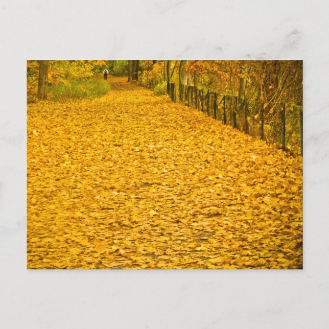 FALL FOLIAGE VAN CORTLANDT PARK NEW YORK VYKORT (Framsida)