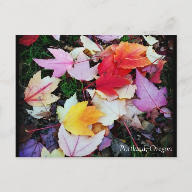 Fall Foliage Vykort (Framsida)