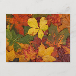 Fall Foliage Vykort
