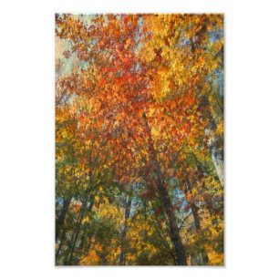 Fall Forest Artwork Fototryck