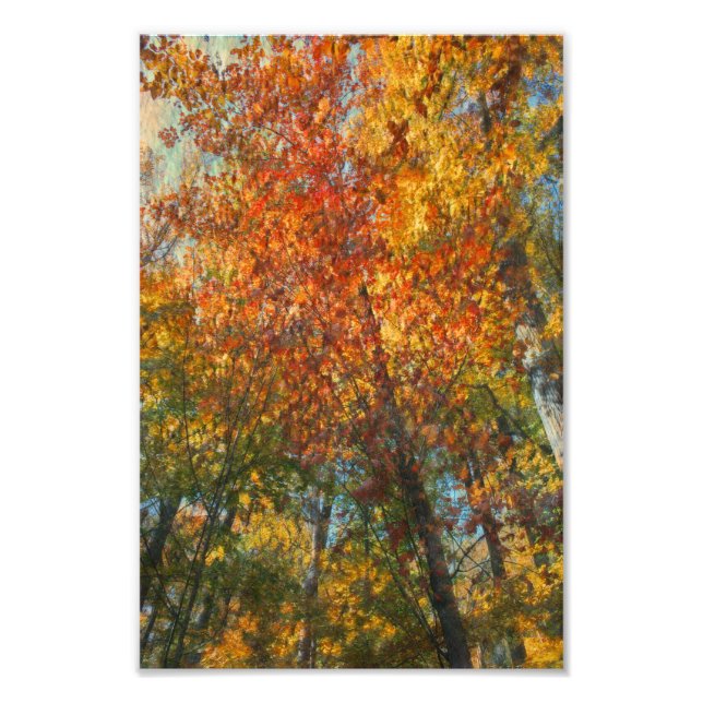 Fall Forest Artwork Fototryck (Framsidan)
