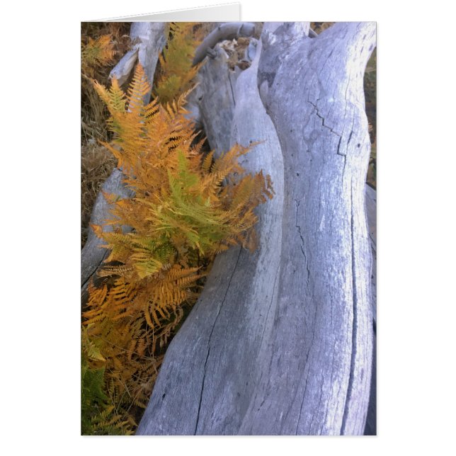 Fall Forest Brackens Hälsningskort (Framsidan)