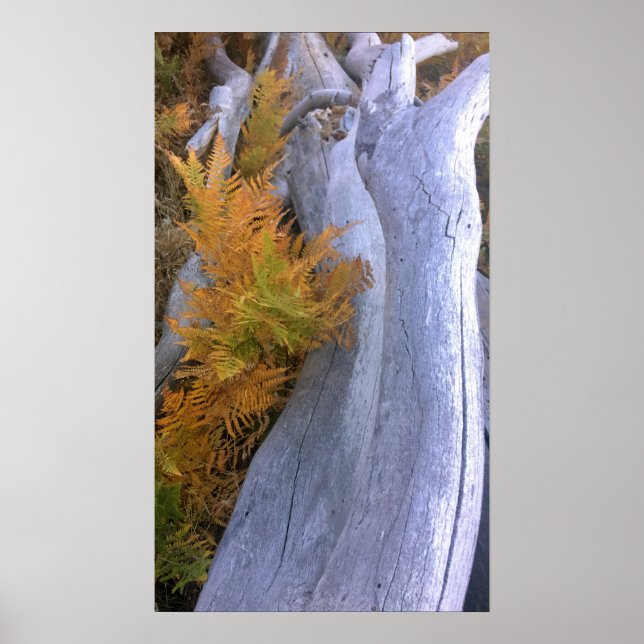 Fall Forest Brackens Poster (Framsidan)