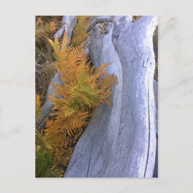 Fall Forest Brackens Vykort (Framsida)