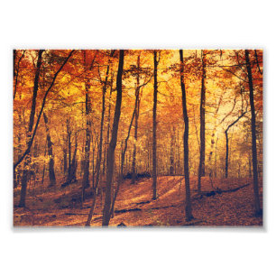 Fall Forest Höst löv Fine Art Fototryck