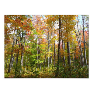 Fall Forest I Landscape Fotography Autumn Fototryck