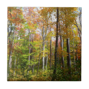 Fall Forest I Landscape Fotography Autumn Kakelplatta