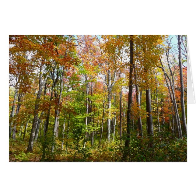 Fall Forest I Landscape Fotography Autumn OBS Kort (Framsidan Horizontal)