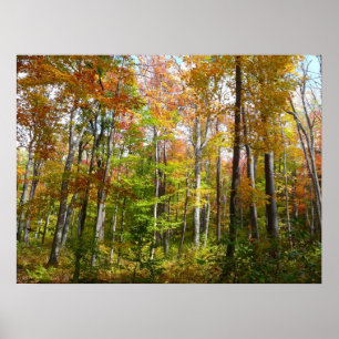 Fall Forest I Landscape Fotography Autumn Poster