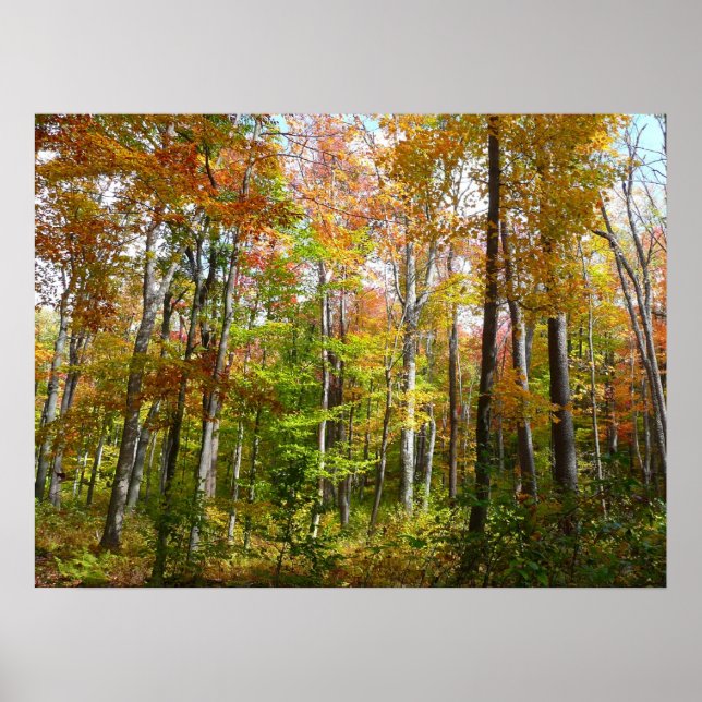 Fall Forest I Landscape Fotography Autumn Poster (Framsidan)