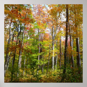 Fall Forest I Landscape Fotography Autumn Poster