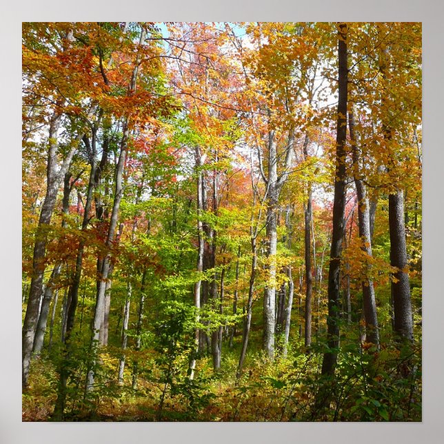 Fall Forest I Landscape Fotography Autumn Poster (Framsidan)