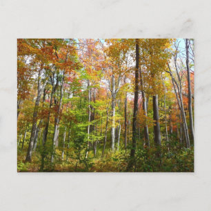 Fall Forest I Landscape Fotography Autumn Vykort
