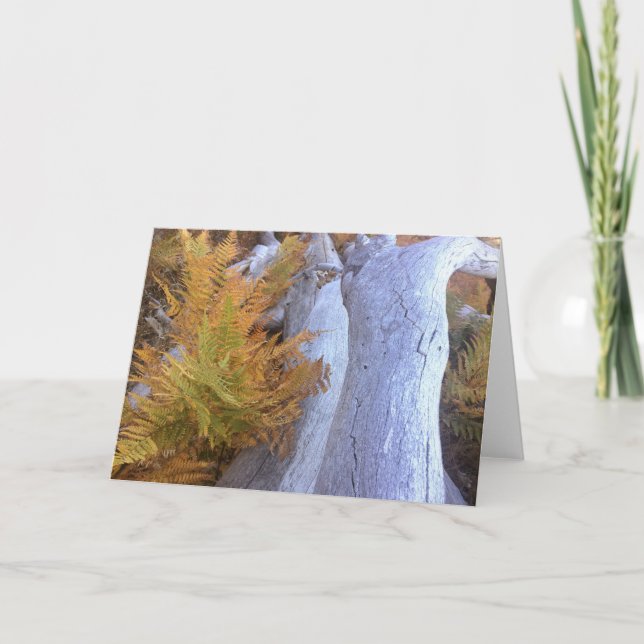 Fall Forest Kort (Framsida)