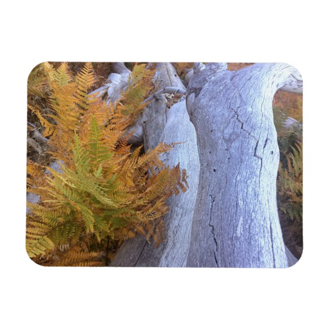 Fall Forest Magnet (Horisontell)
