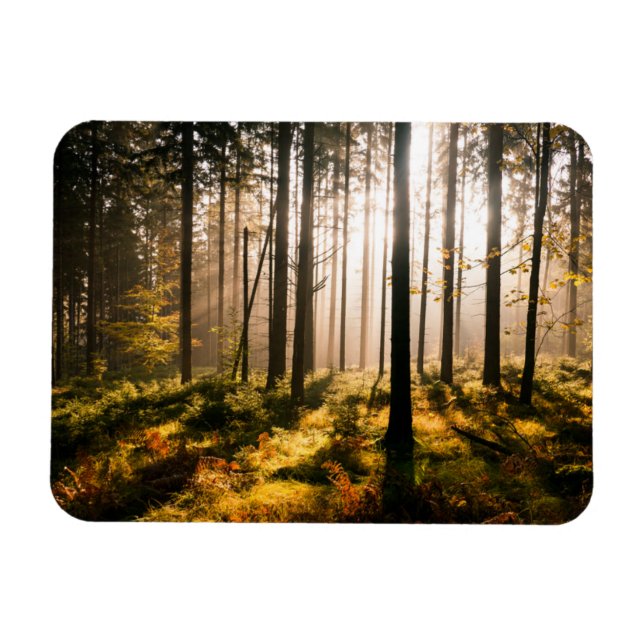 Fall Forest med solstrålning Magnet (Horisontell)