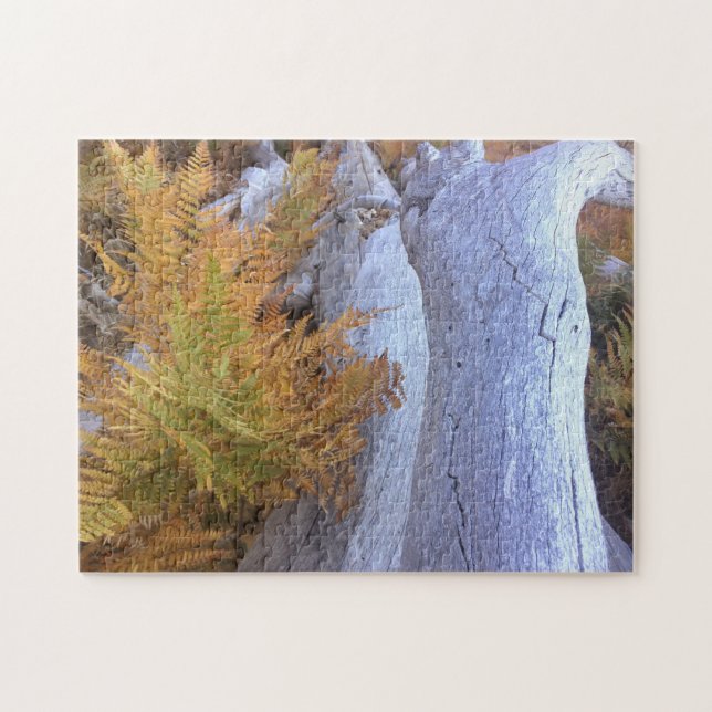 Fall Forest Pussel (Horisontell)