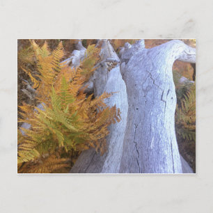 Fall Forest Vykort