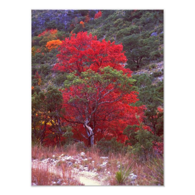 Fall Fototryck (Framsidan)